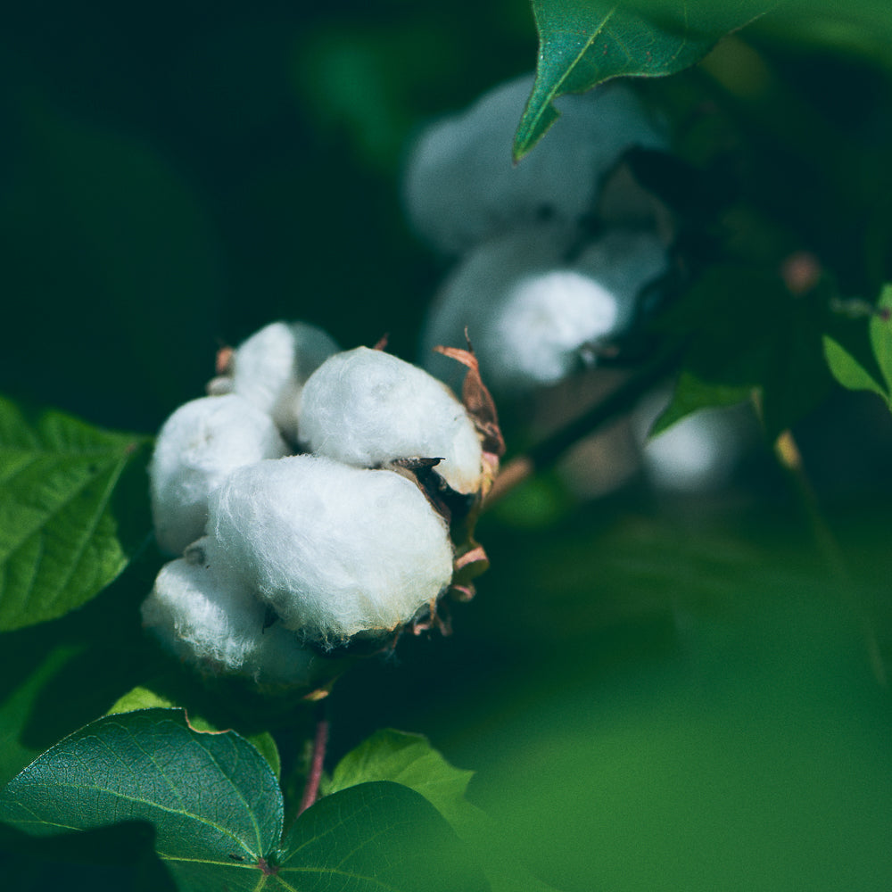 ORGANIC COTTON
