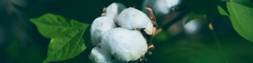 Organic Cotton 100%