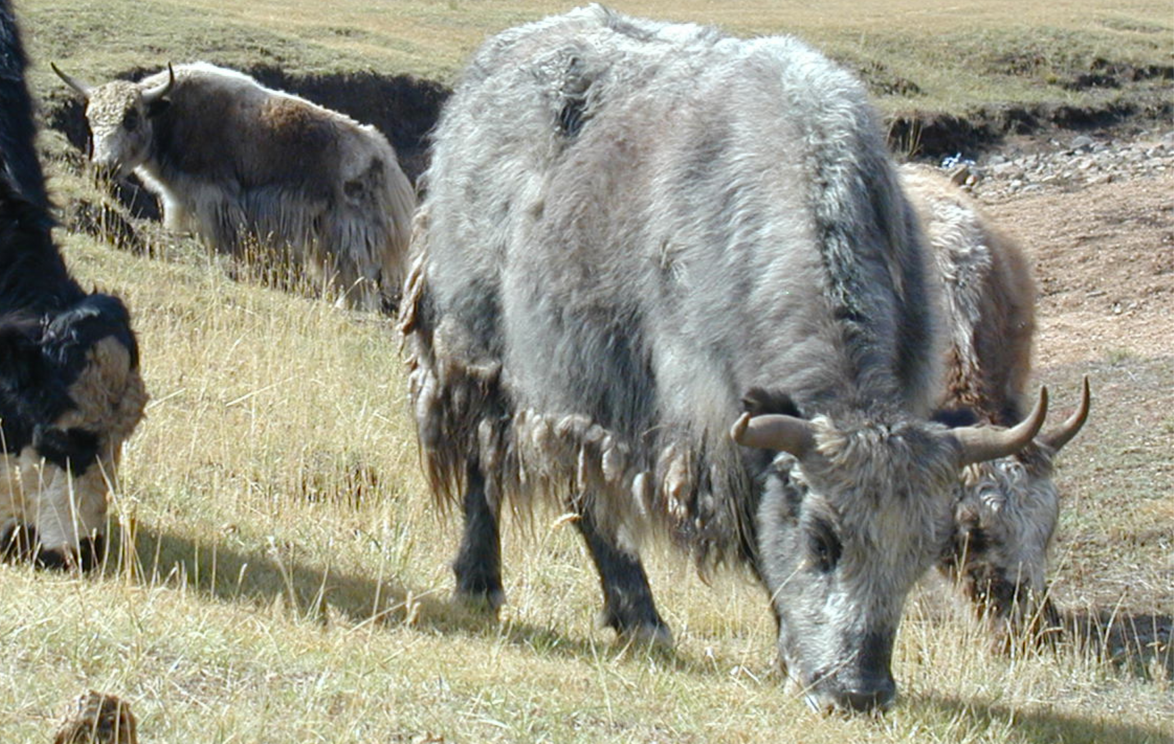 YAK