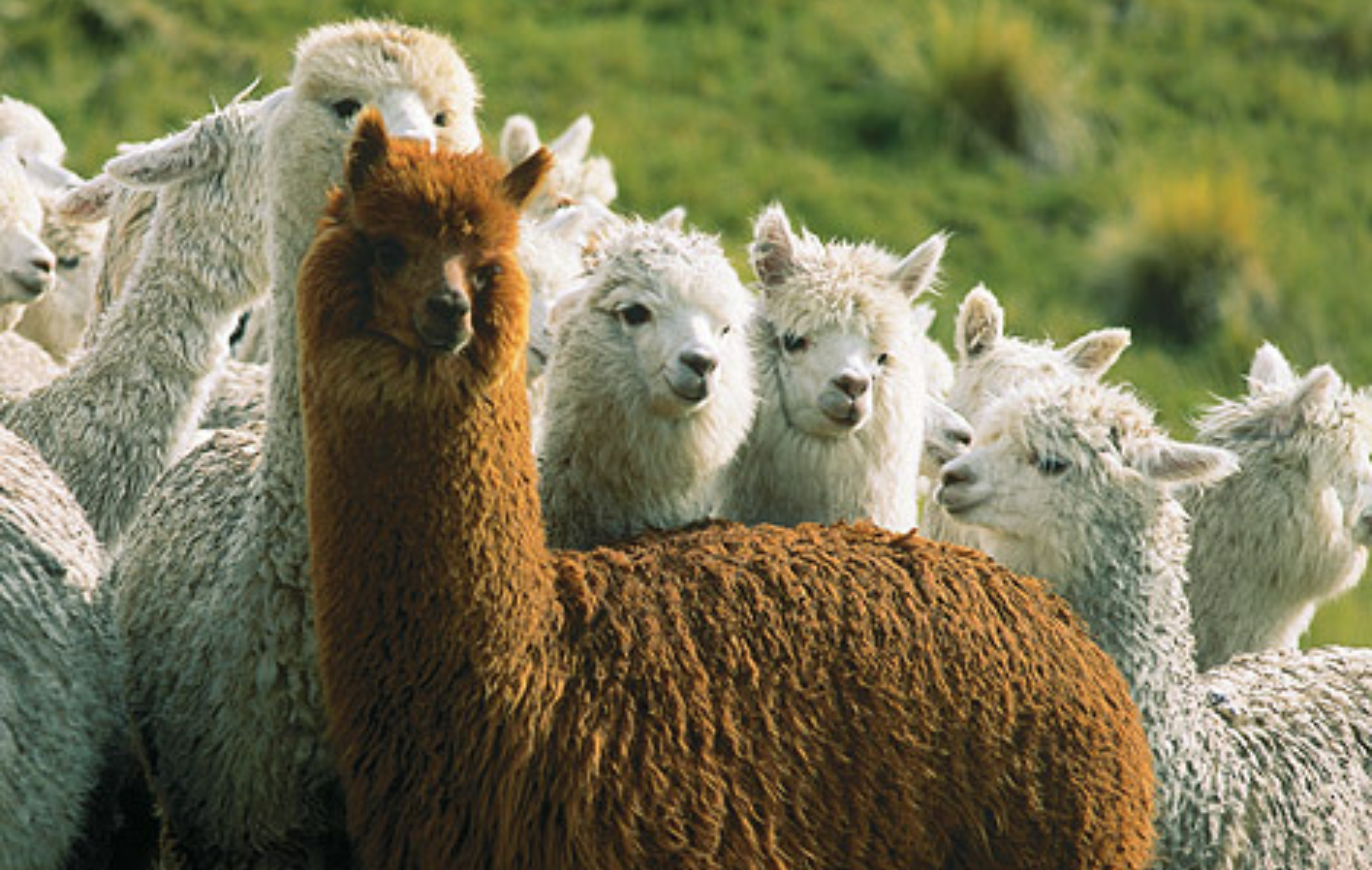 ALPACA